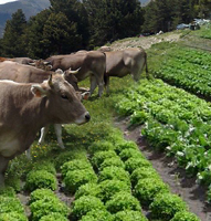 productes naturals